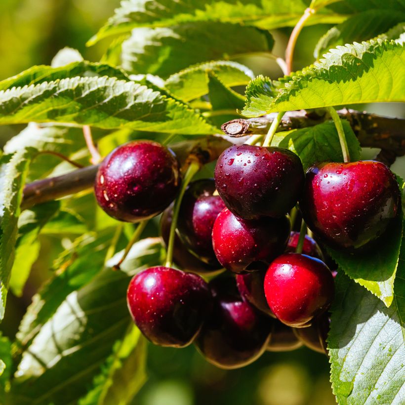 Hapankirsikka Fruit Me Cherry Me Lapins (Sadonkorjuu)