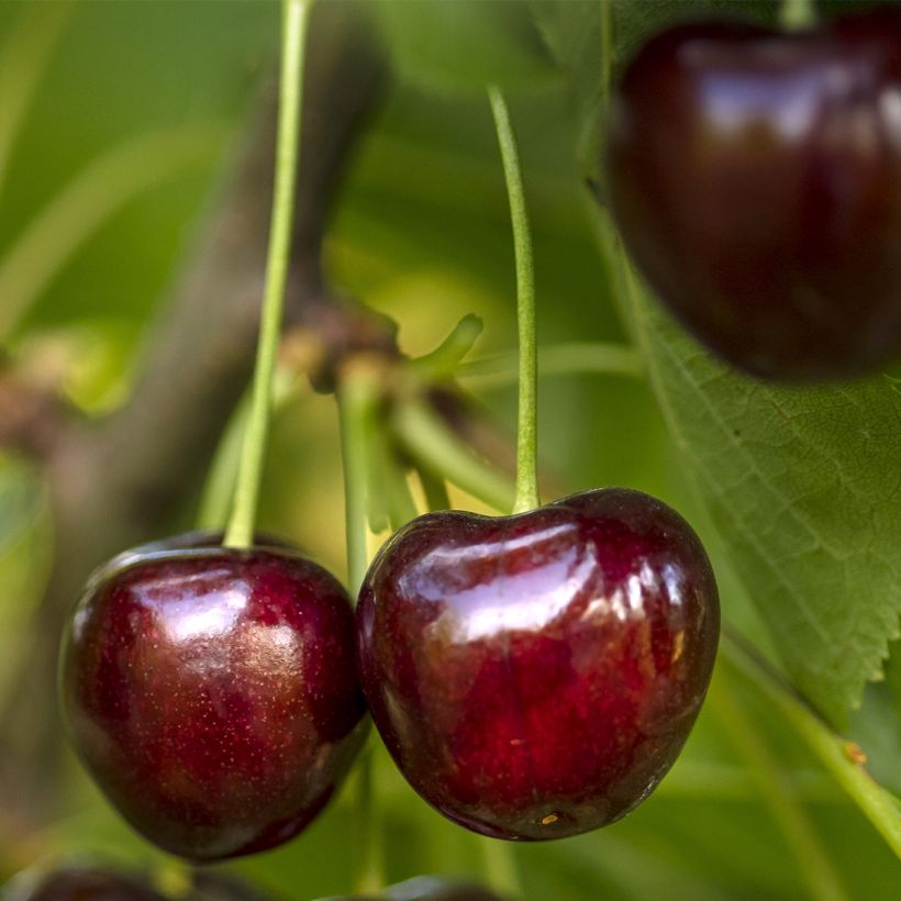 Hapankirsikka Fruit Me Cherry Me (Sadonkorjuu)
