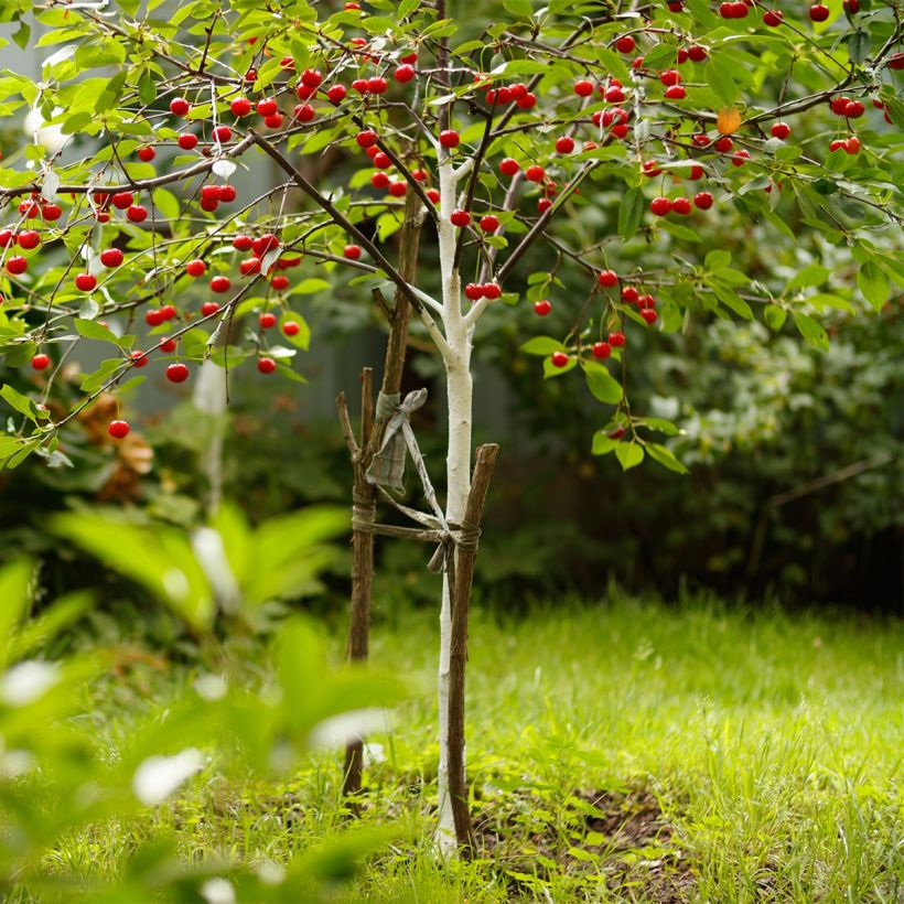 Hapankirsikka Fruit Me Cherry Me (Kasvutapa)