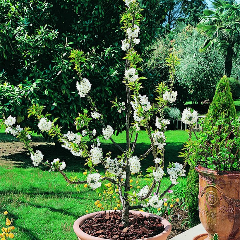 Imeläkirsikka Garden Bing (Kukinta)