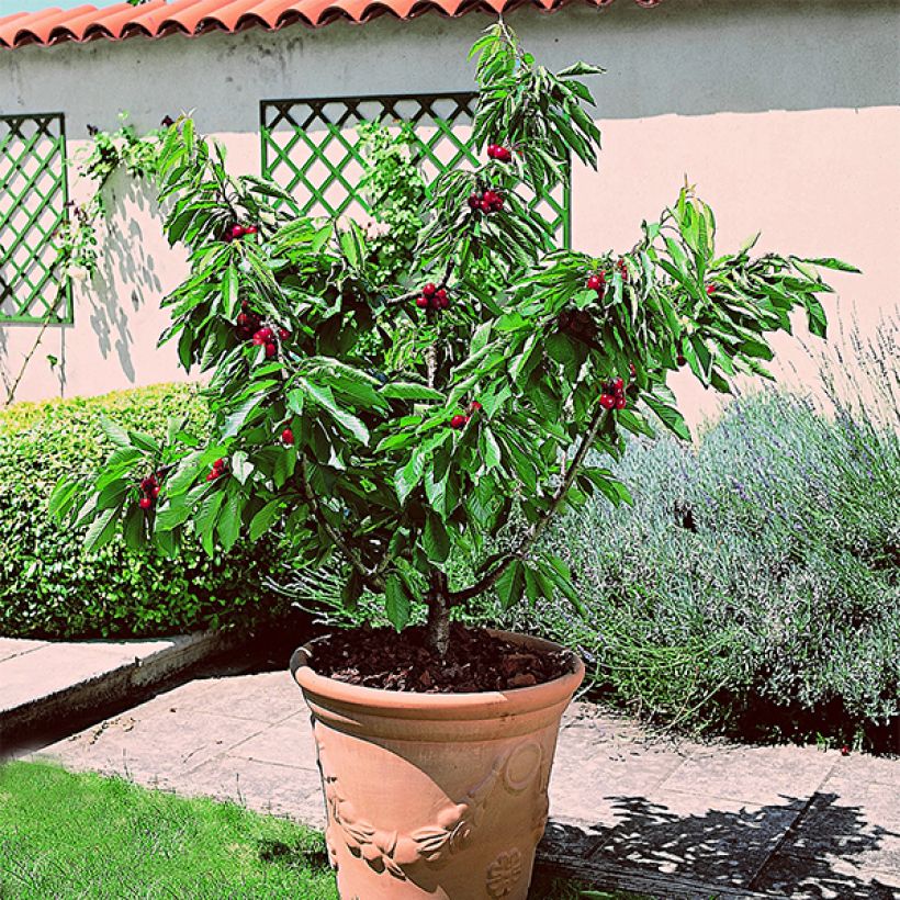 Imeläkirsikka Garden Bing (Kasvutapa)