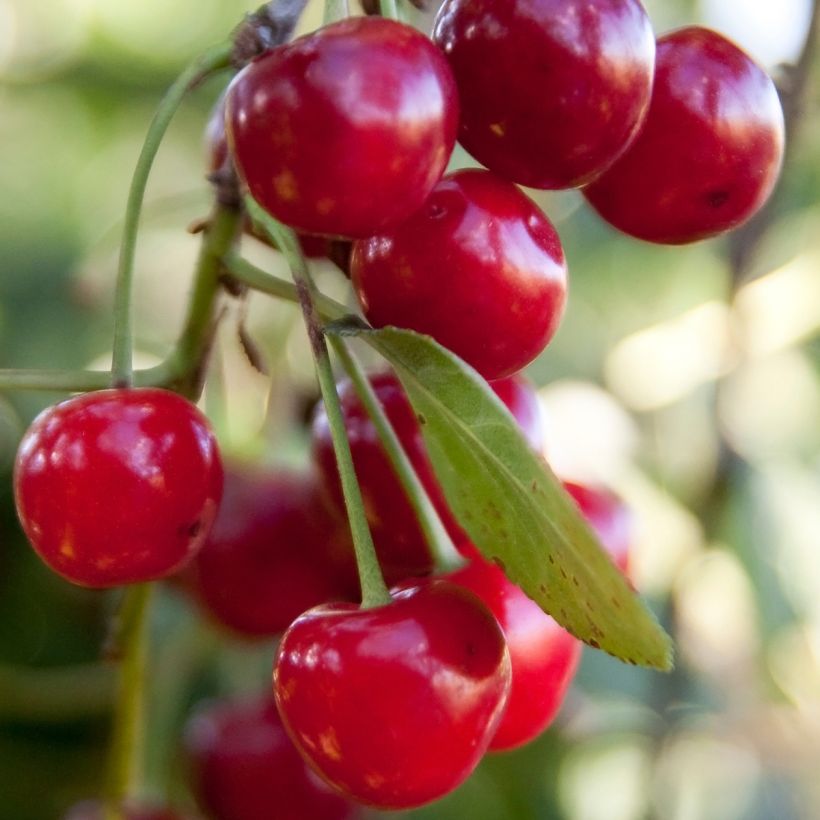 Hapankirsikka Griotella Frumi itsepölytteinen - Delbard (Sadonkorjuu)