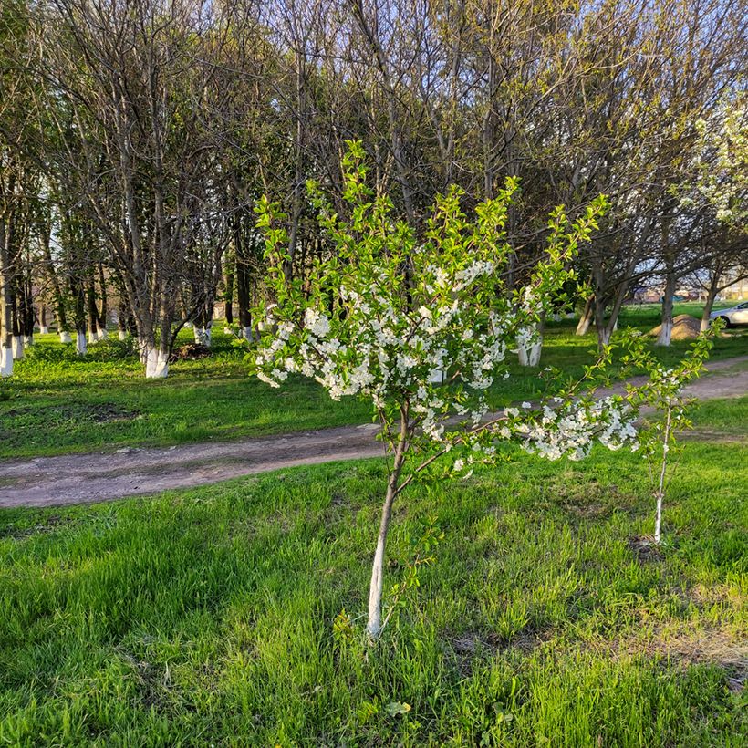 Imeläkirsikka Stella luomu (Kasvutapa)