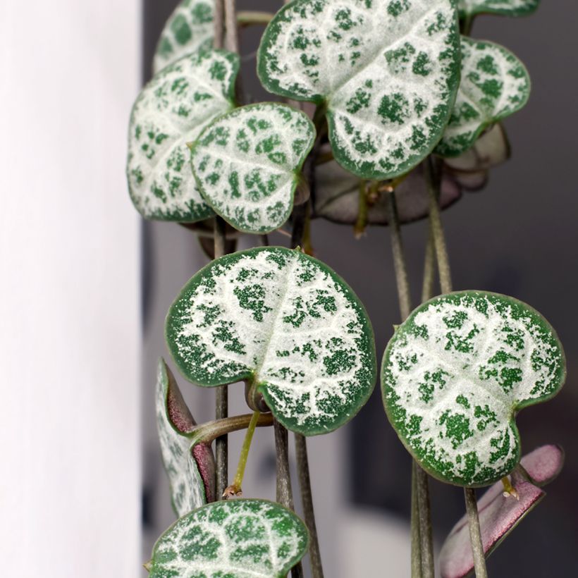 Herttalyhty - Ceropegia woodii (Lehvistö)