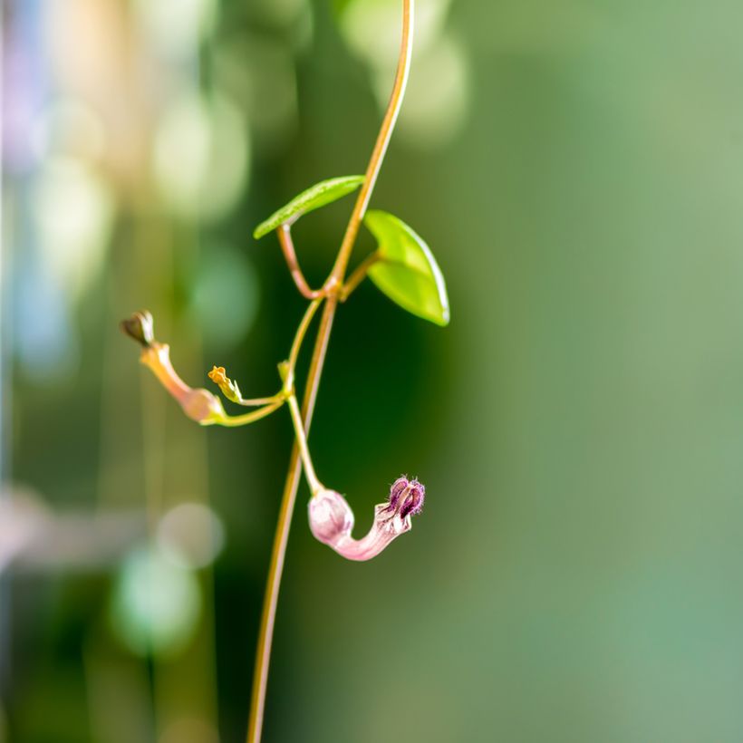 Herttalyhty - Ceropegia woodii (Kukinta)