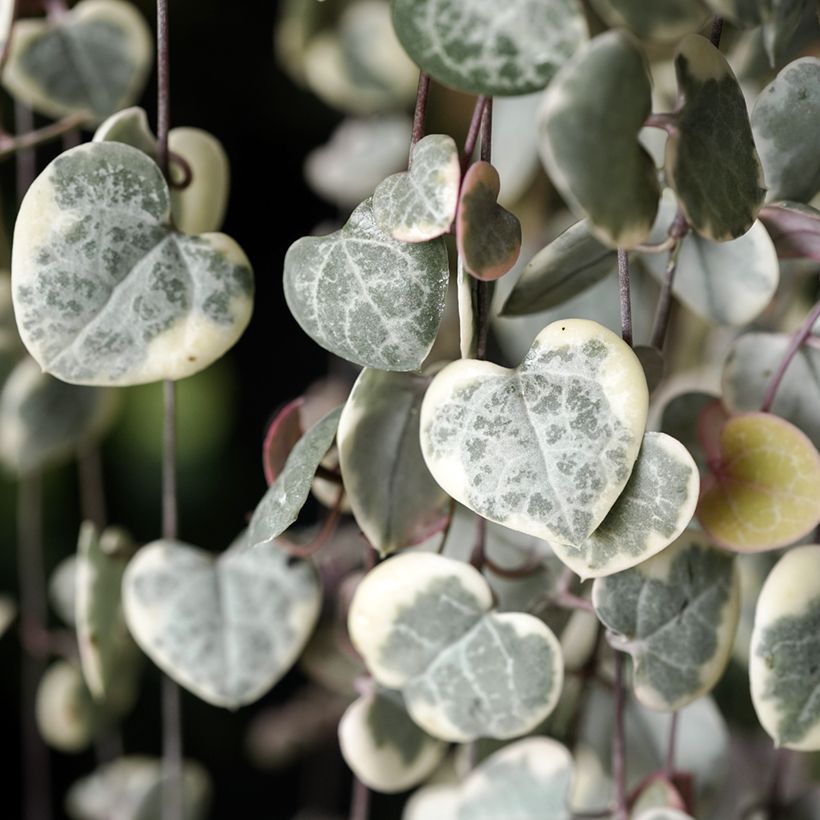 Herttalyhty Variegata (Lehvistö)