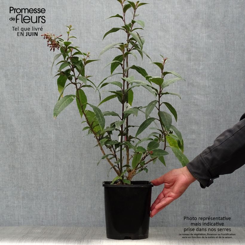 Esimerkki kesällä toimitetusta Nuijakukka Rubrum Pot de 4L/5L-taimesta