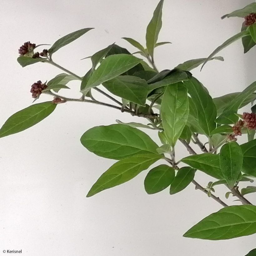 Nuijakukka Rubrum (Lehvistö)