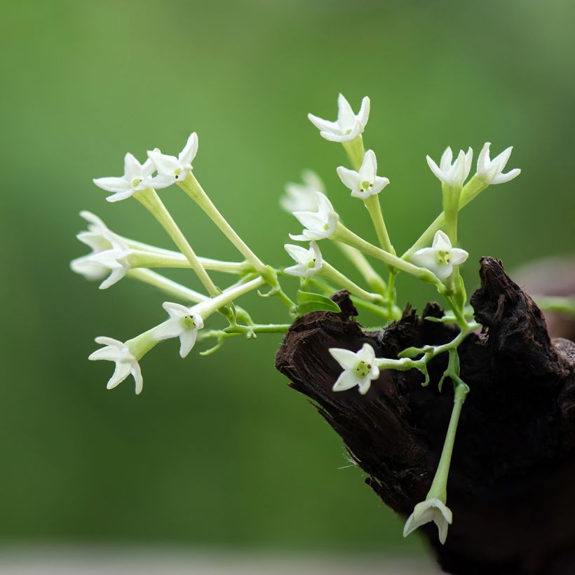 Tuoksunuijakukka - Cestrum nocturnum (Kukinta)