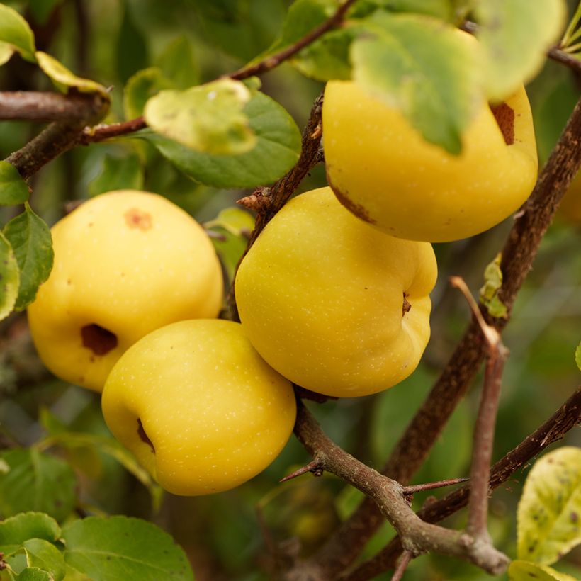 Ruusukvitteni - Chaenomeles cathayensis (Sadonkorjuu)