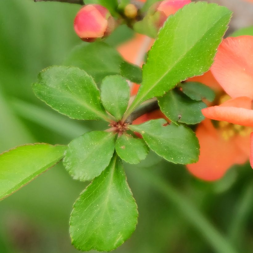 Japaninruusukvitteni - Chaenomeles japonica (Lehvistö)
