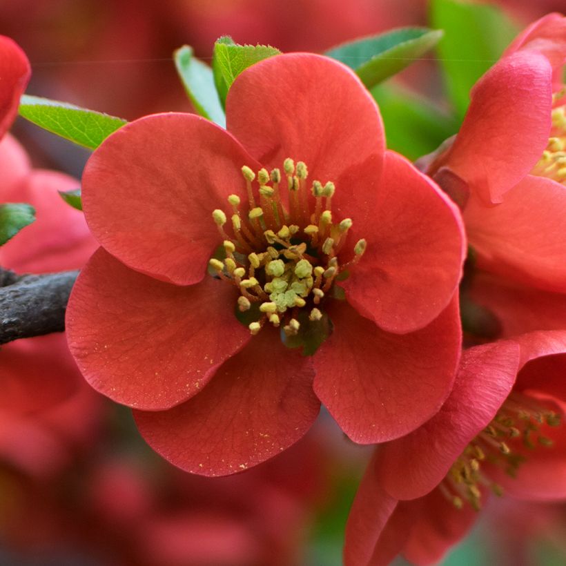 Japaninruusukvitteni - Chaenomeles japonica (Kukinta)