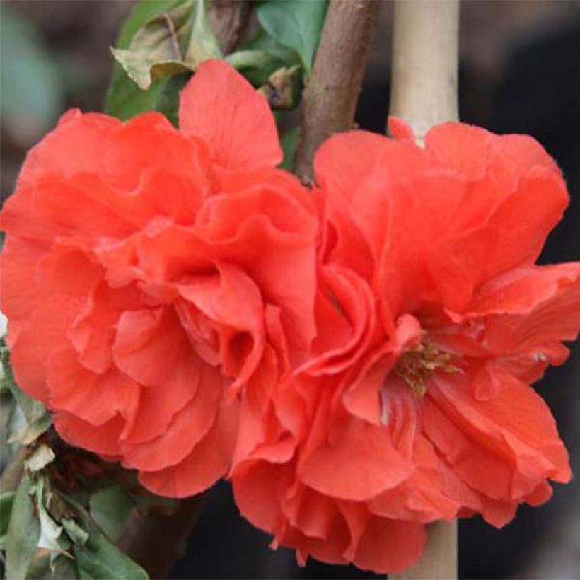 Kiinanruusukvitteni Orange Storm (Kukinta)