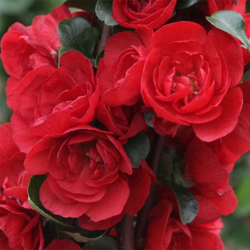 Kiinanruusukvitteni Scarlet Storm (Kukinta)