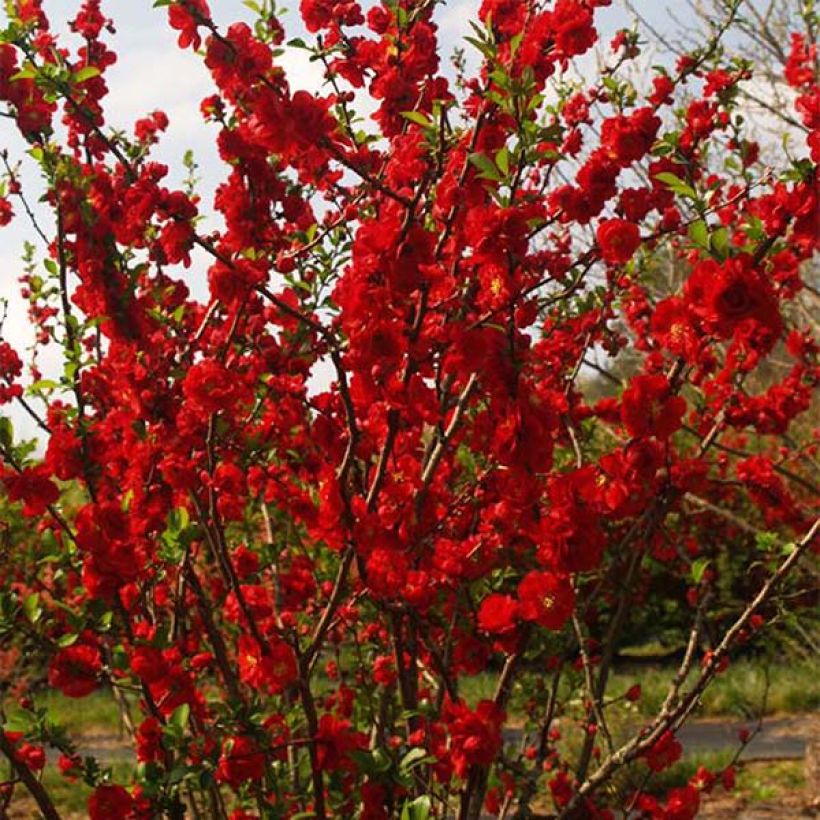 Kiinanruusukvitteni Scarlet Storm (Kasvutapa)