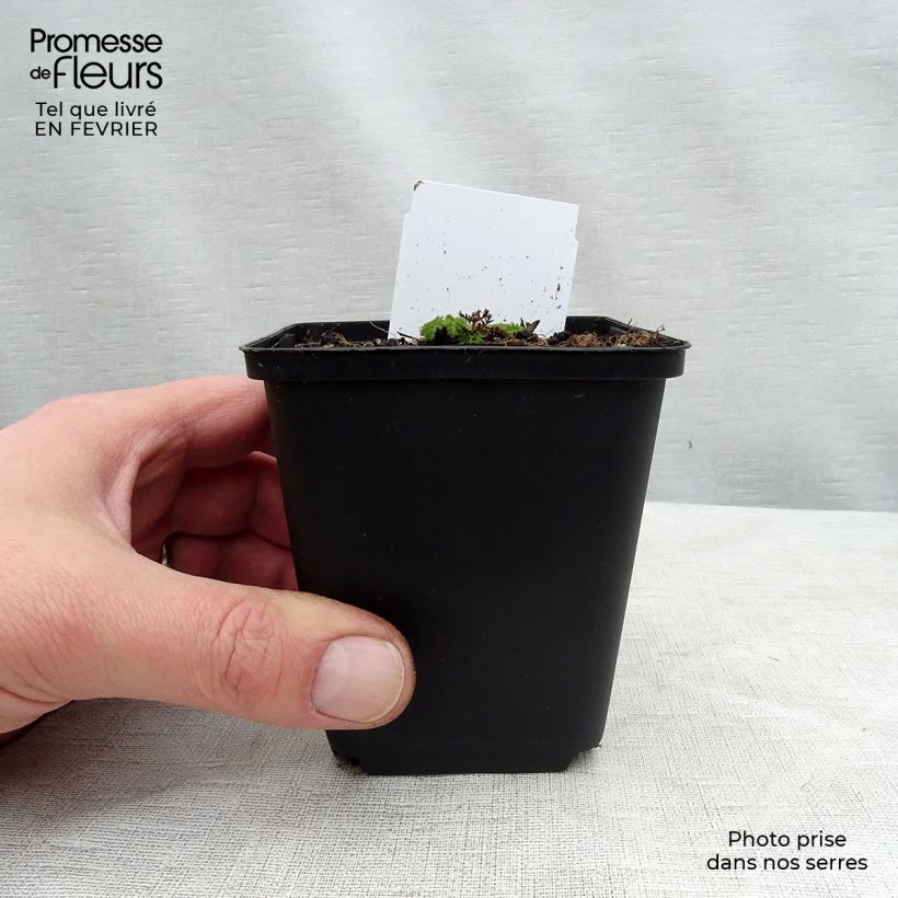 Esimerkki talvella toimitetusta Karvakirveli Roseum Godet de 8/9 cm-taimesta