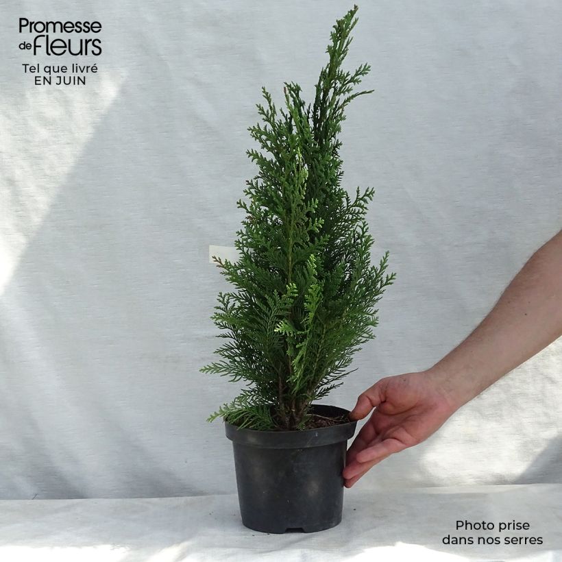 Esimerkki kesällä toimitetusta Lawsoninsypressi Alumii Pot de 3L/4L-taimesta