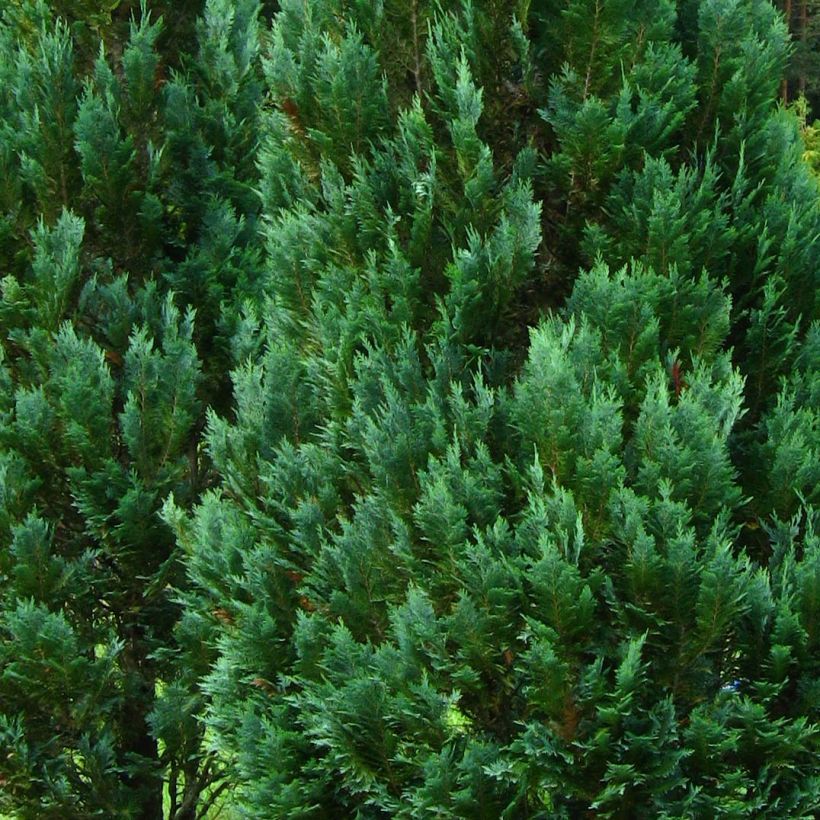 Lawsoninsypressi Columnaris (Lehvistö)