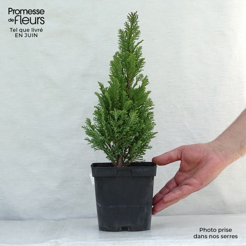 Esimerkki kesällä toimitetusta Lawsoninsypressi Elwoodii Pot de 2L/3L-taimesta