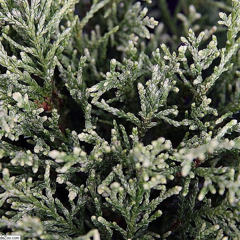 Lawsoninsypressi White Spot (Lehvistö)
