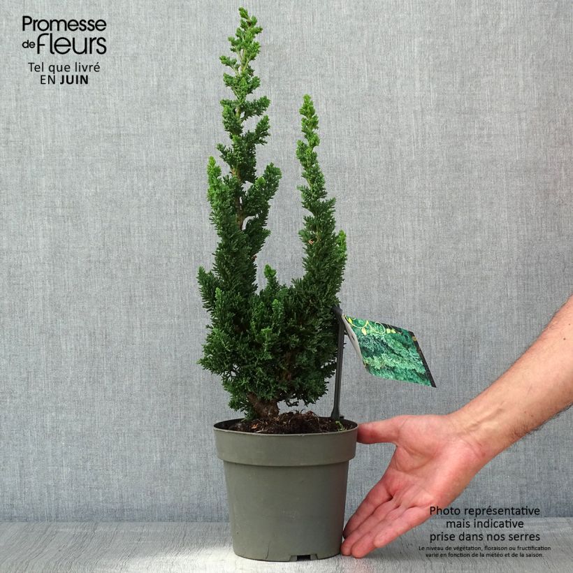 Esimerkki keväällä toimitetusta Lawsoninsypressi Wissel's Saguaro 2 litran/3 litran ruukku-taimesta