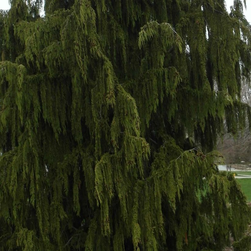 Nutkansypressi Pendula (Lehvistö)