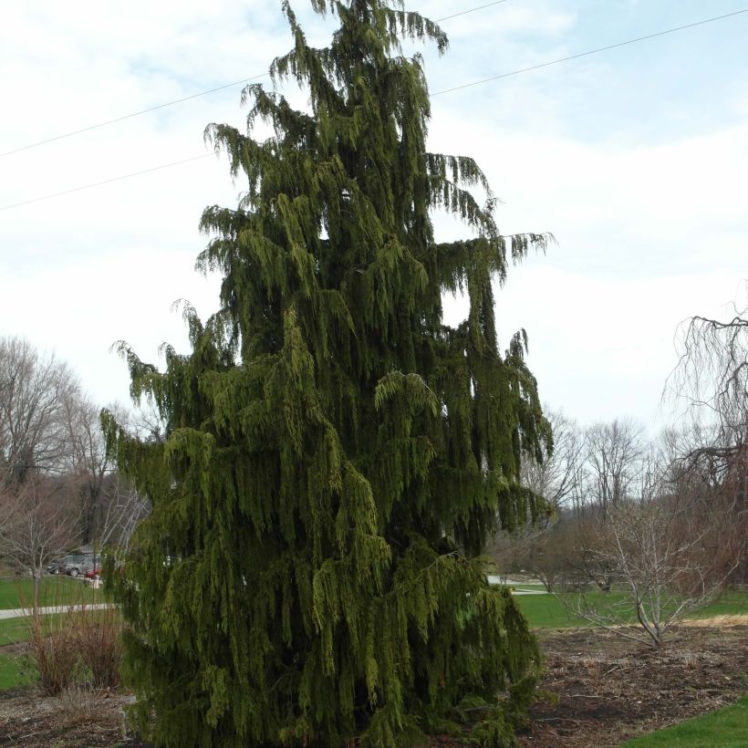 Nutkansypressi Pendula (Kasvutapa)