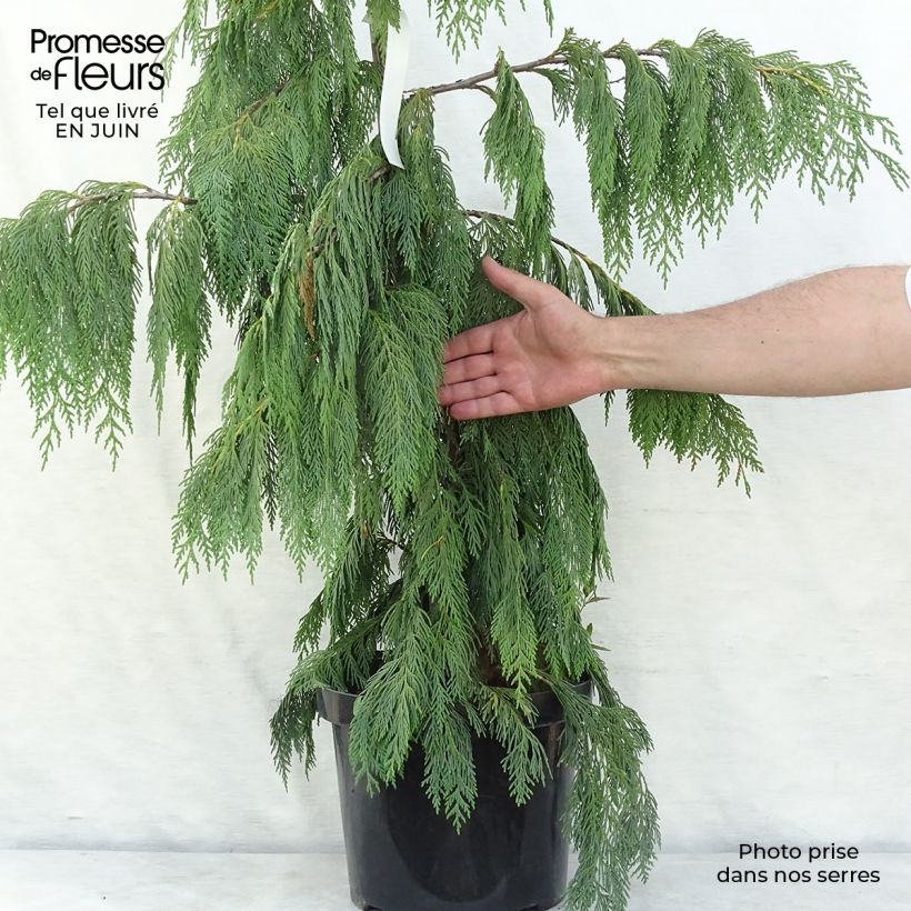 Esimerkki kesällä toimitetusta Nutkansypressi Pendula Ruukku 7,5L / 10L-taimesta