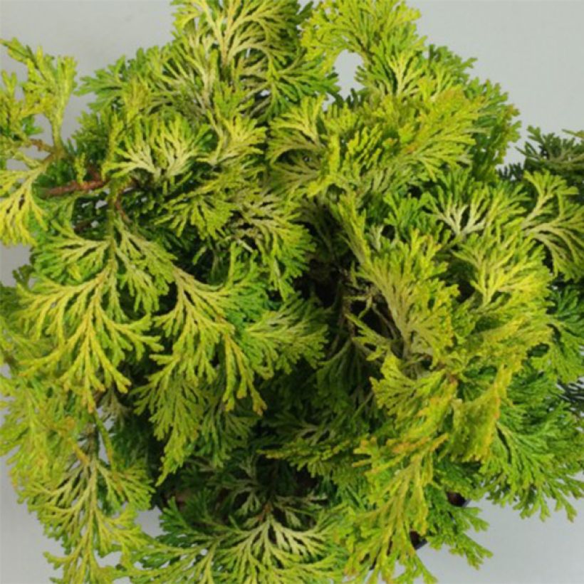 Temppelikypressi Aurea (Lehvistö)