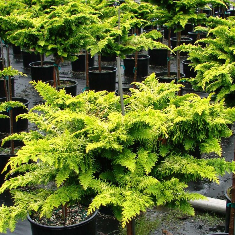 Temppelikypressi Fernspray Gold (Kasvutapa)