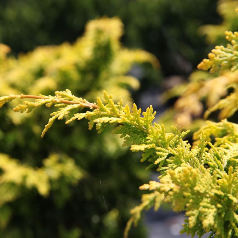 Temppelikypressi Fernspray Gold (Lehvistö)