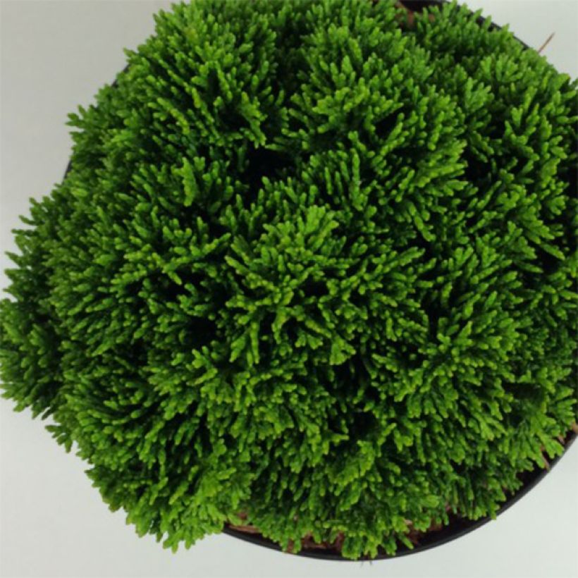 Temppelikypressi Juniperoides (Lehvistö)