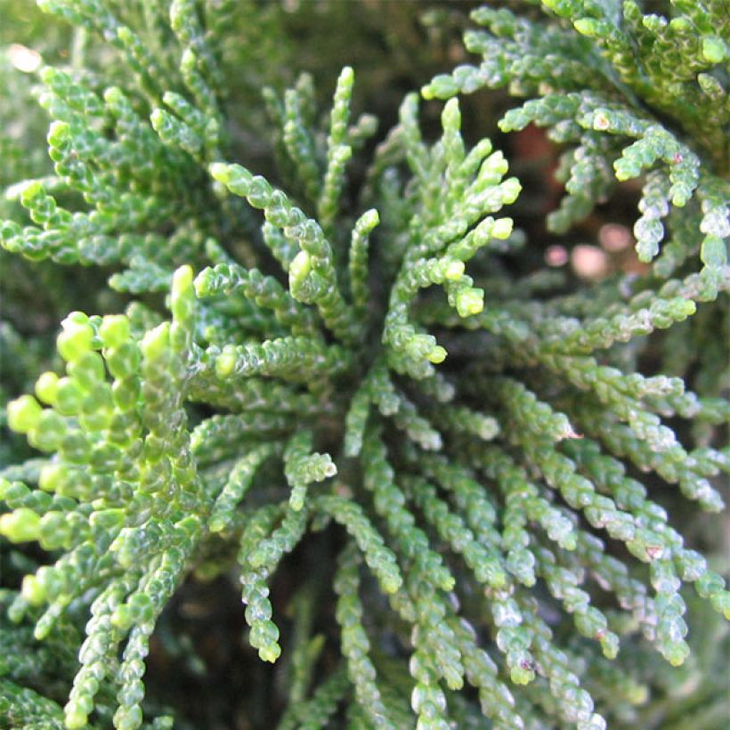 Temppelikypressi Nana Gracilis (Lehvistö)