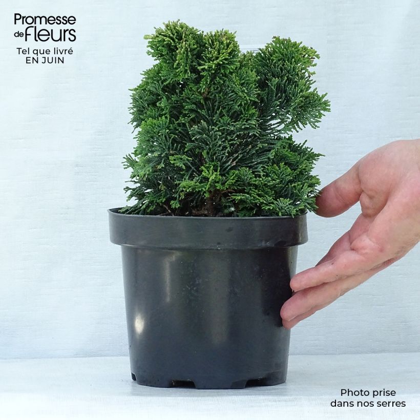 Esimerkki kesällä toimitetusta Temppelikypressi Nana Gracilis Pot de 2L/3L-taimesta
