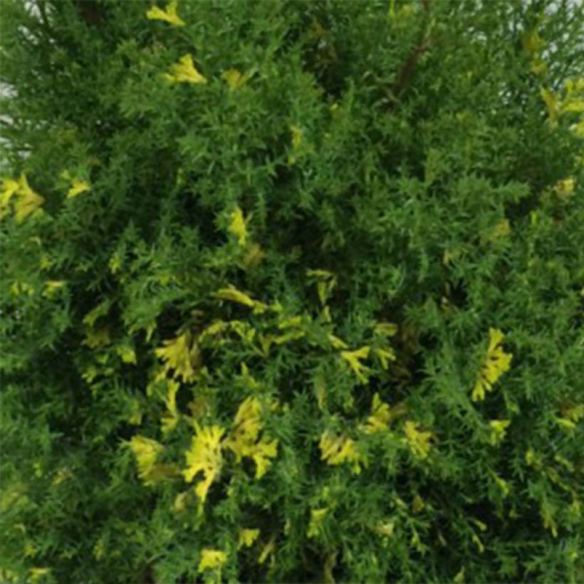 Temppelikypressi Saffron Spray (Lehvistö)