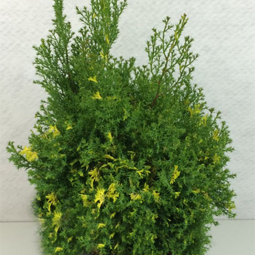 Temppelikypressi Saffron Spray (Kasvutapa)