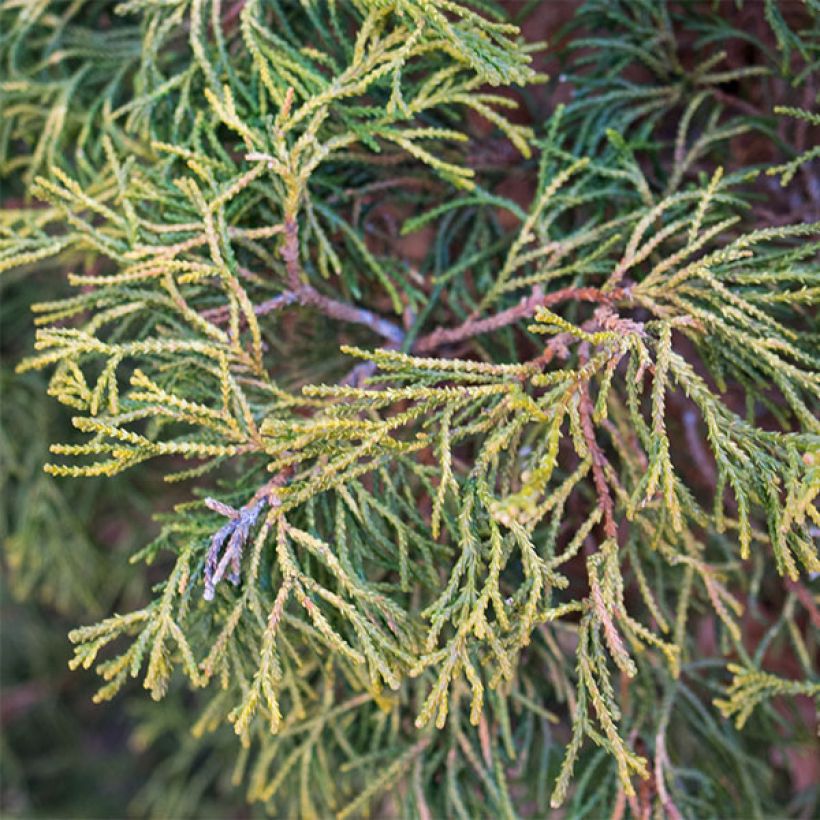 Temppelikypressi Tsatsumi Gold (Lehvistö)