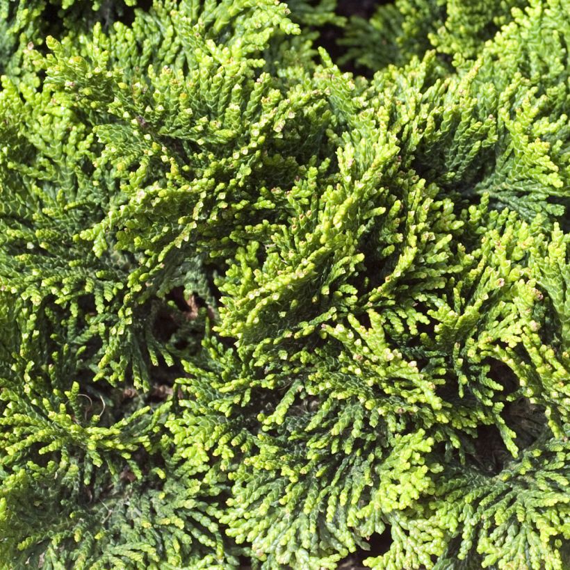 Temppelikypressi Contorta (Lehvistö)