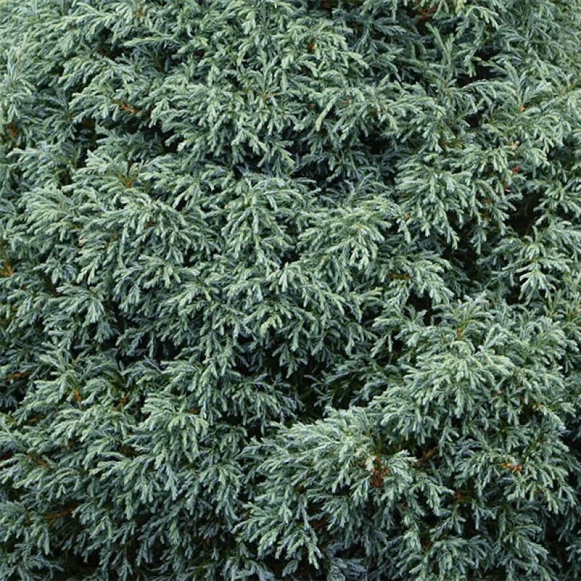 Hernesypressi Baby Blue (Lehvistö)