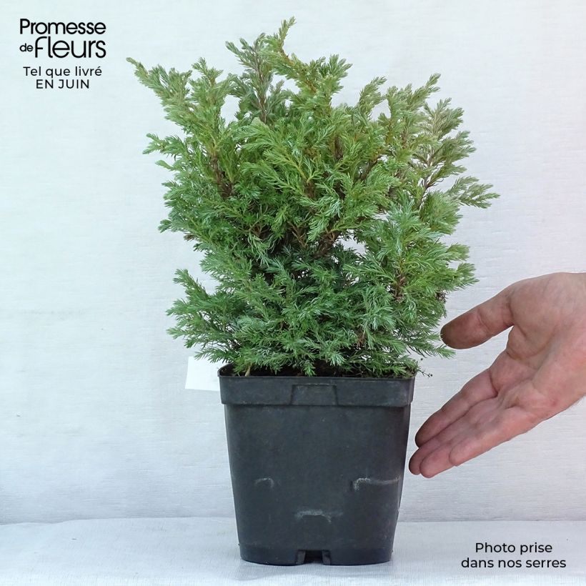 Esimerkki kesällä toimitetusta Hernesypressi Boulevard Pot de 2L/3L-taimesta
