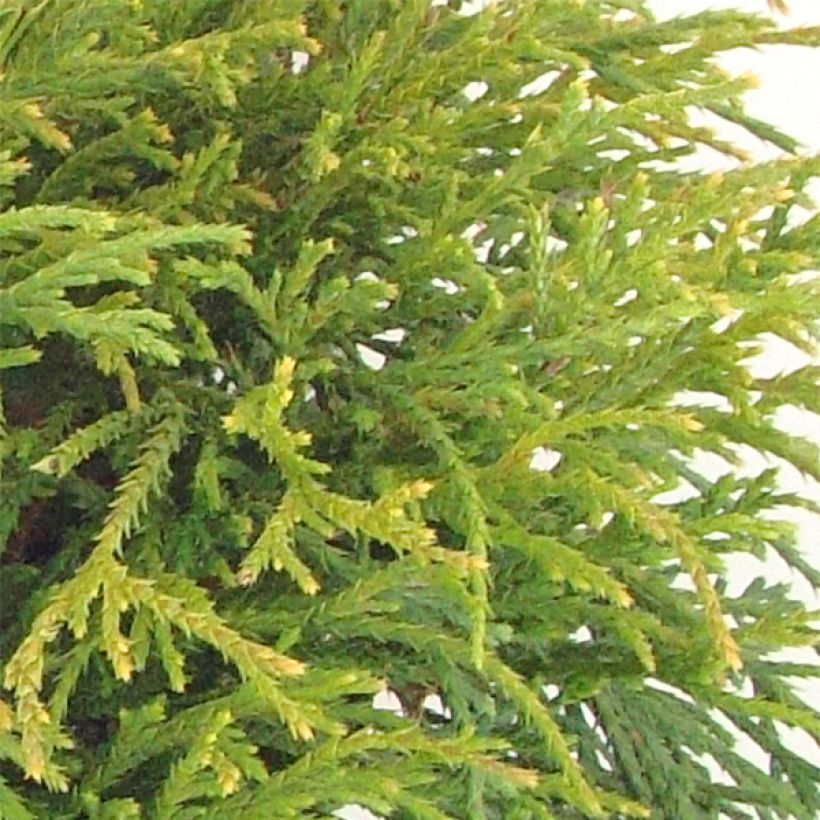 Hernesypressi Filifera Nana (Lehvistö)