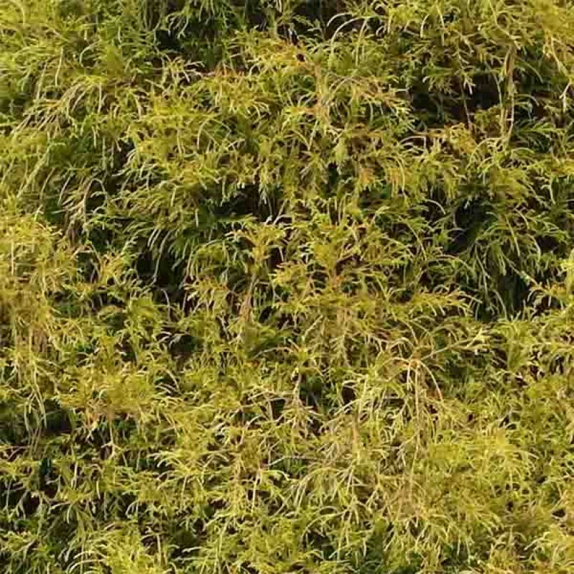 Hernesypressi Golden Mop (Lehvistö)