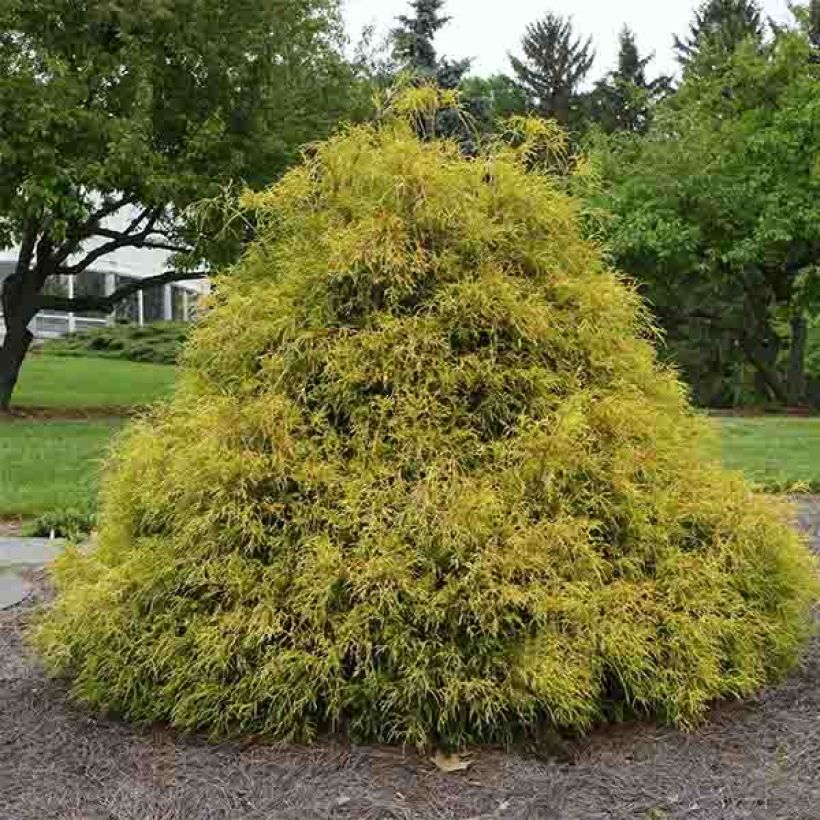 Hernesypressi Golden Mop (Kasvutapa)