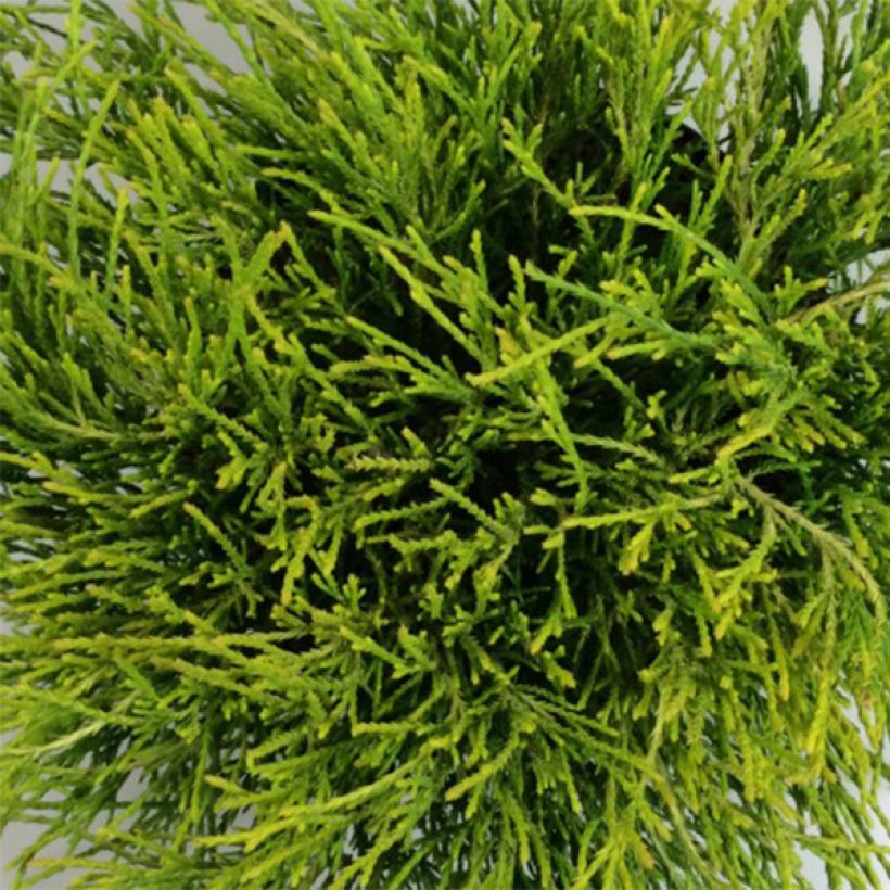 Hernesypressi Kaatje (Lehvistö)