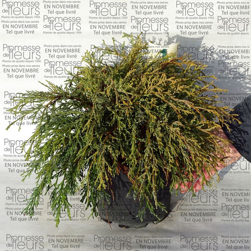 Esimerkki toimitetusta Hernesypressi Kaatje Pot de 2L/3L-taimesta