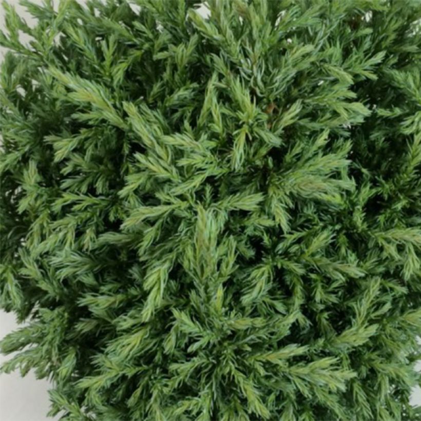 Hernesypressi Lieve (Lehvistö)
