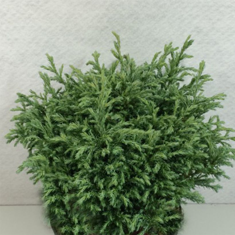 Hernesypressi Lieve (Kasvutapa)