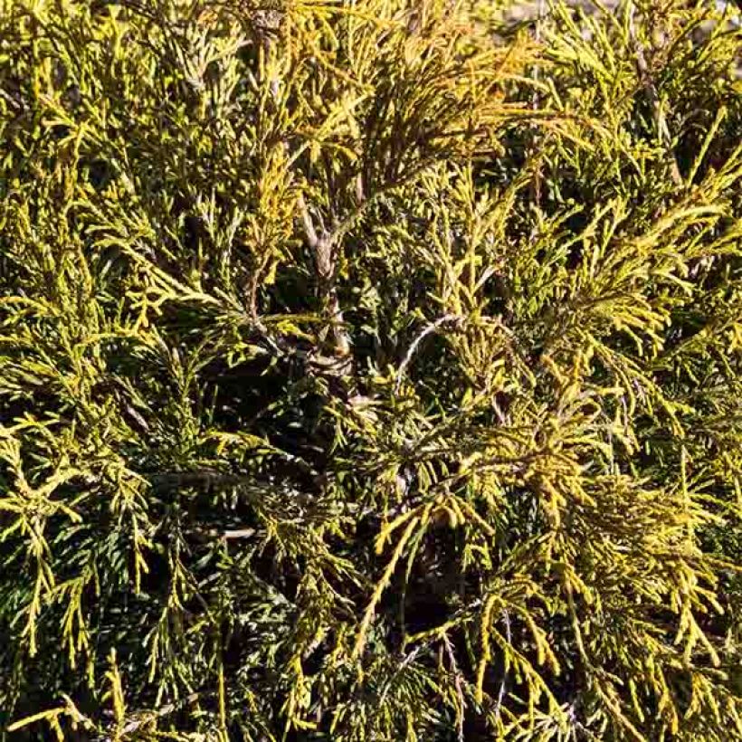 Hernesypressi Sungold (Lehvistö)