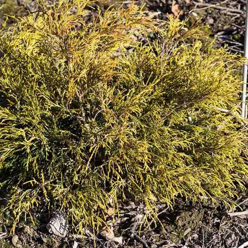 Hernesypressi Sungold (Kasvutapa)