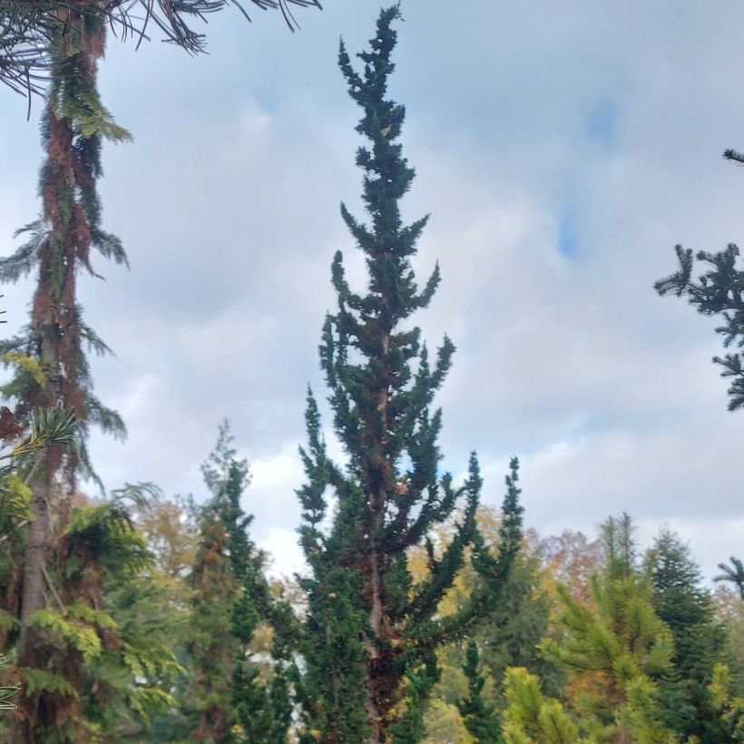 Lawsoninsypressi Wissel's Saguaro (Kasvutapa)